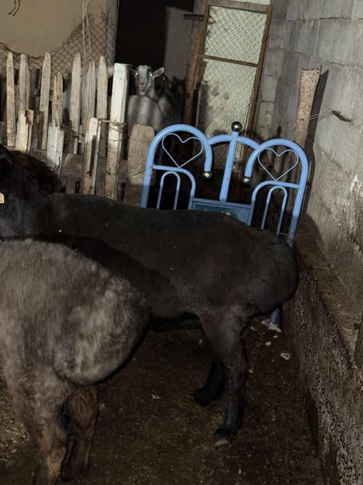 Кошкар токтылар койлар