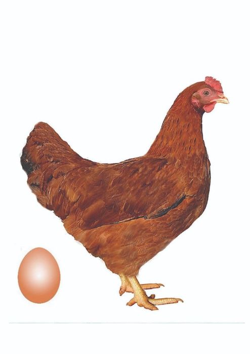 Суточные цыплята ломан Браун.