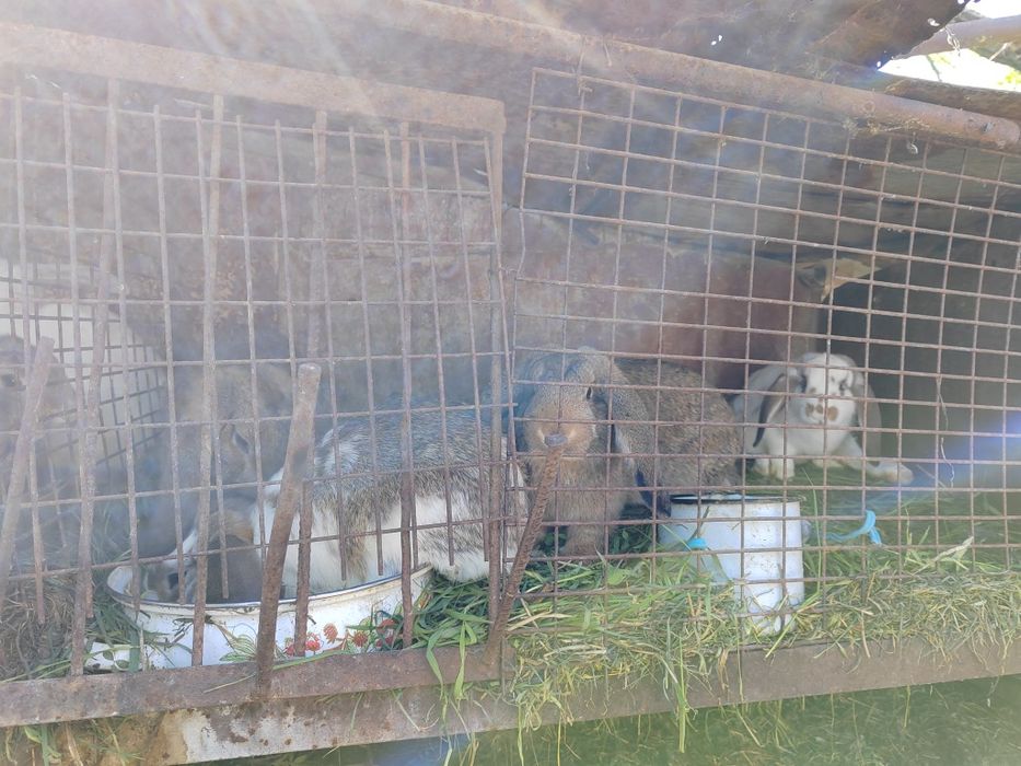 Vând pui de iepuri berbec german