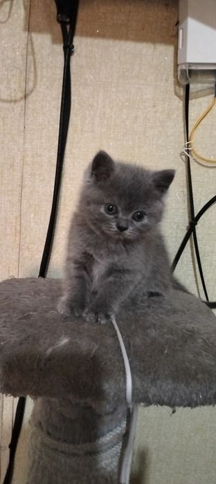 Продаются котята три мальчика.