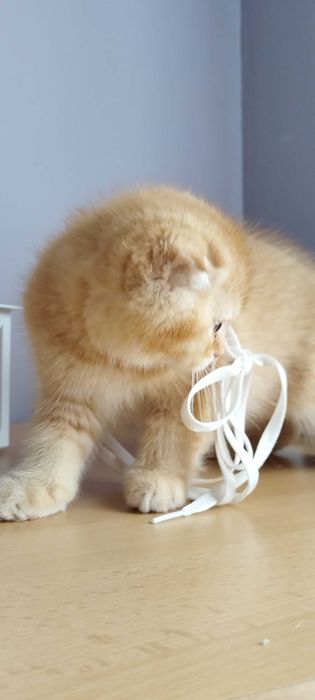 Златни чинчили шотландско клепоухо котенце