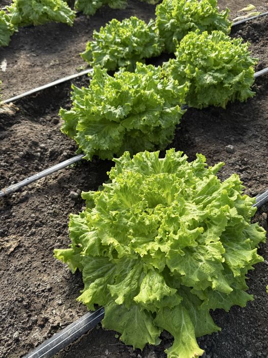 Vând salată creață