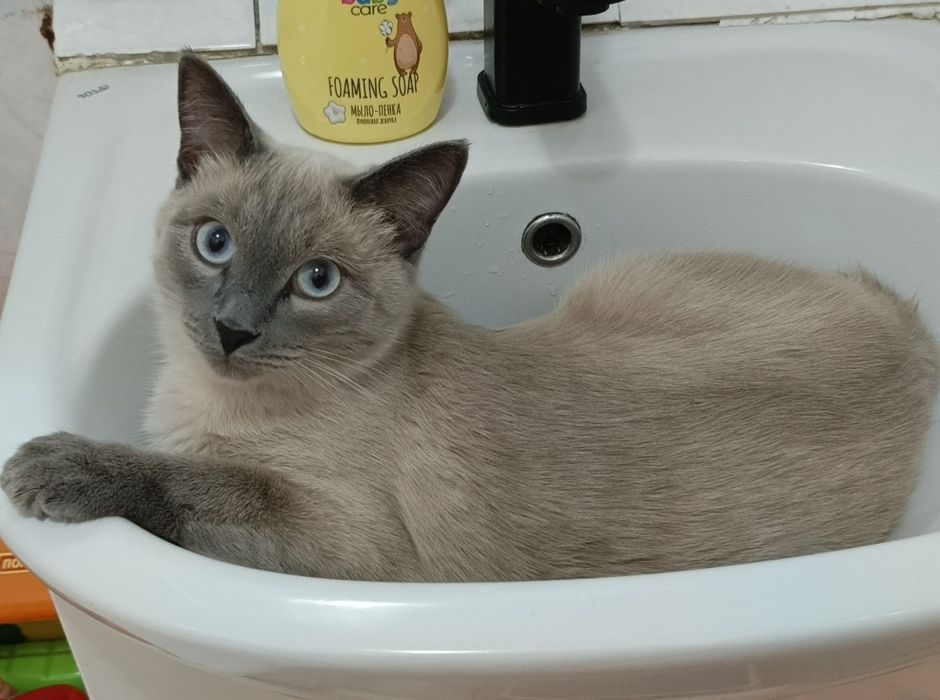 Отдам котов в хорошие руки