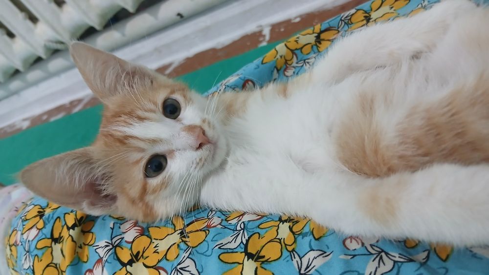 Отдам даром котёнка в хорошие руки