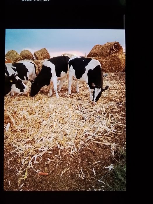 Vând junici gestante, frumoase și sănătoase!