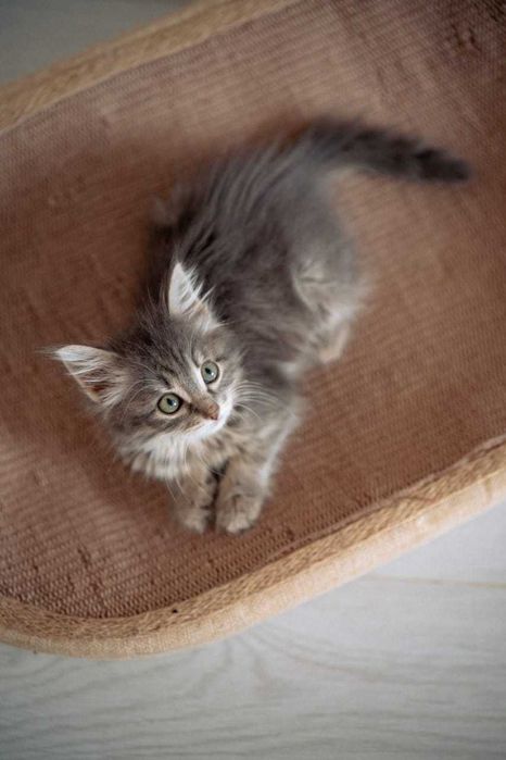 Котенок Шера ищет дом!