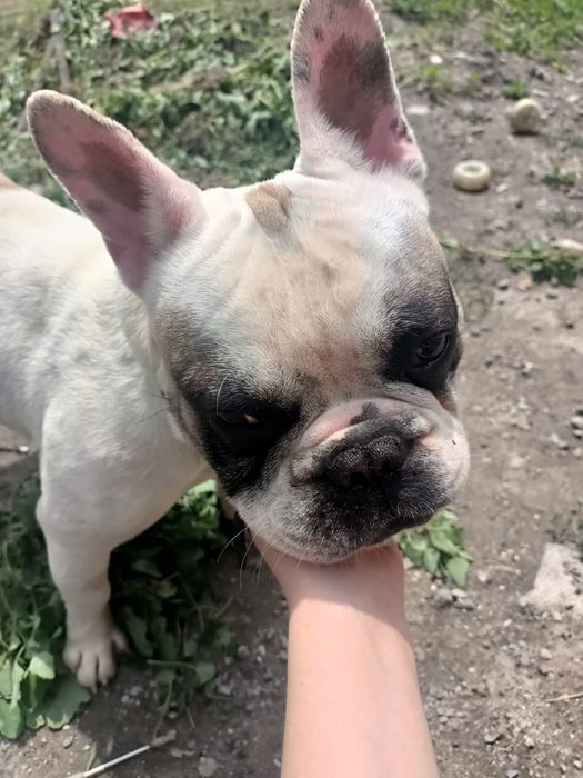 Французский бульдог