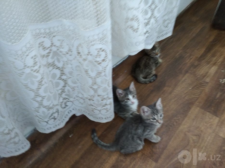 Котята домашние чистенькие