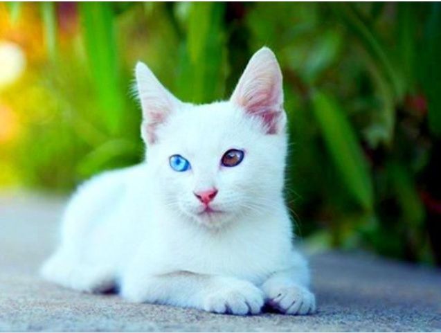 Zotdor mushukchalar faqat bizda