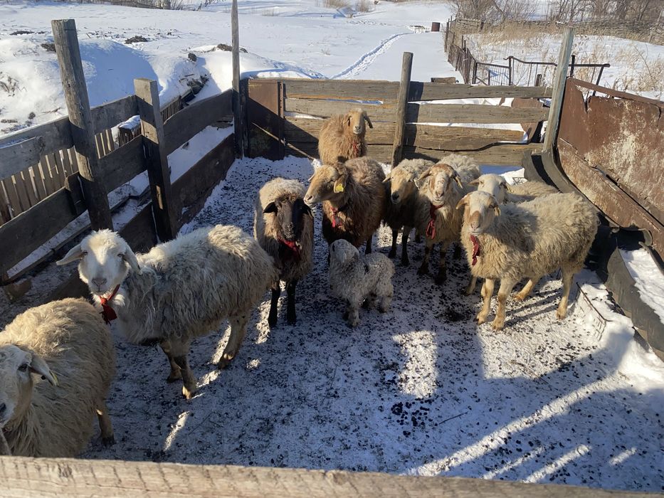 қой сатамын.