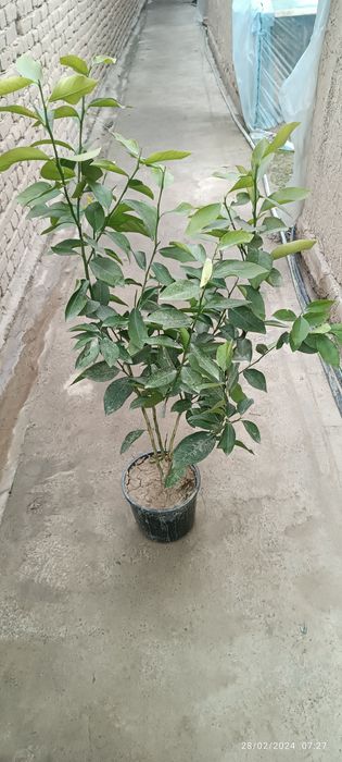 koʻchatlar dehqonchilik