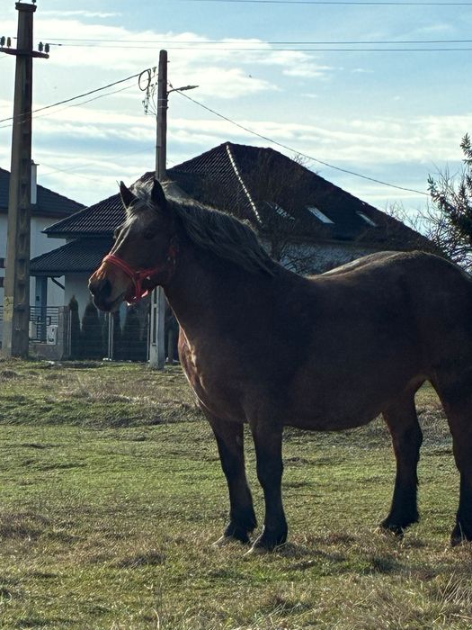 Super iepe de vanzare