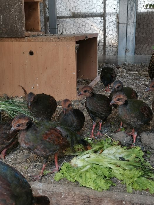 Prepelițe roul roul