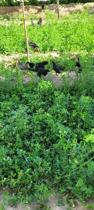 Австролорп румыния