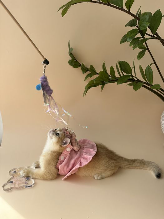 Котятa золoтыe шиншиллы для вас!