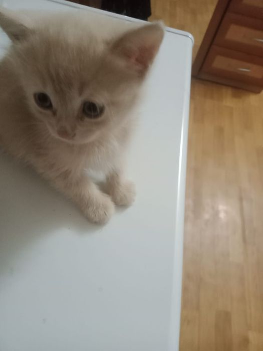 В добрые руки котенок