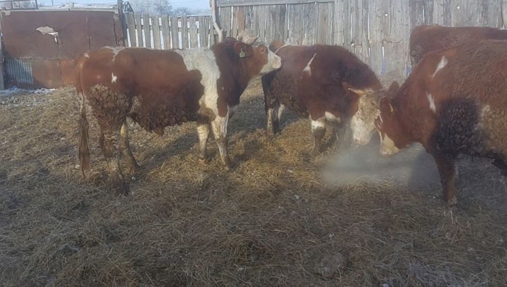 Откорма бұқалар сатылады 2 жас