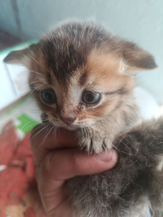 Mushuk toza Britaniya bolalari sotiladi oʻgʻil qiz 1 oyli boldi