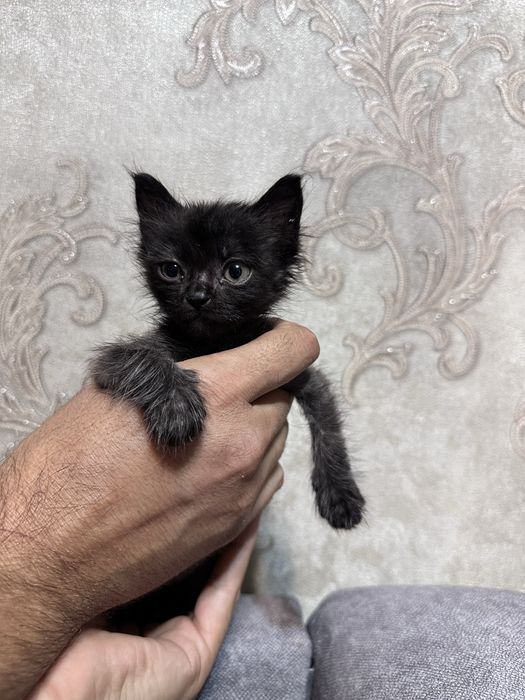 Отдам котят в хорошие руки
