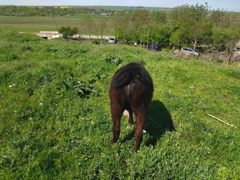 Vând  vițică angus