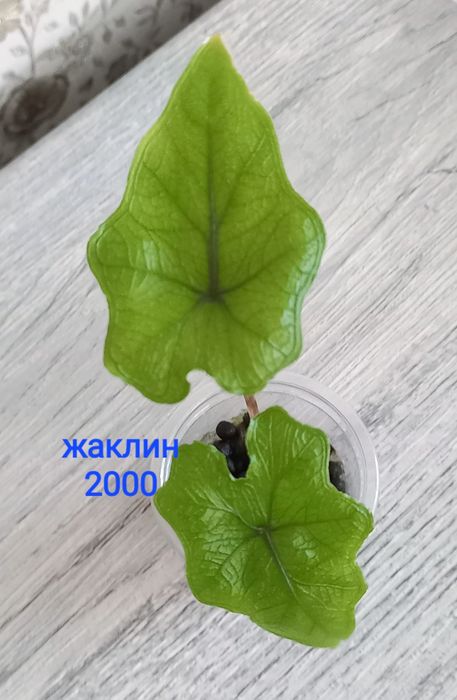 Сортовые алоказии