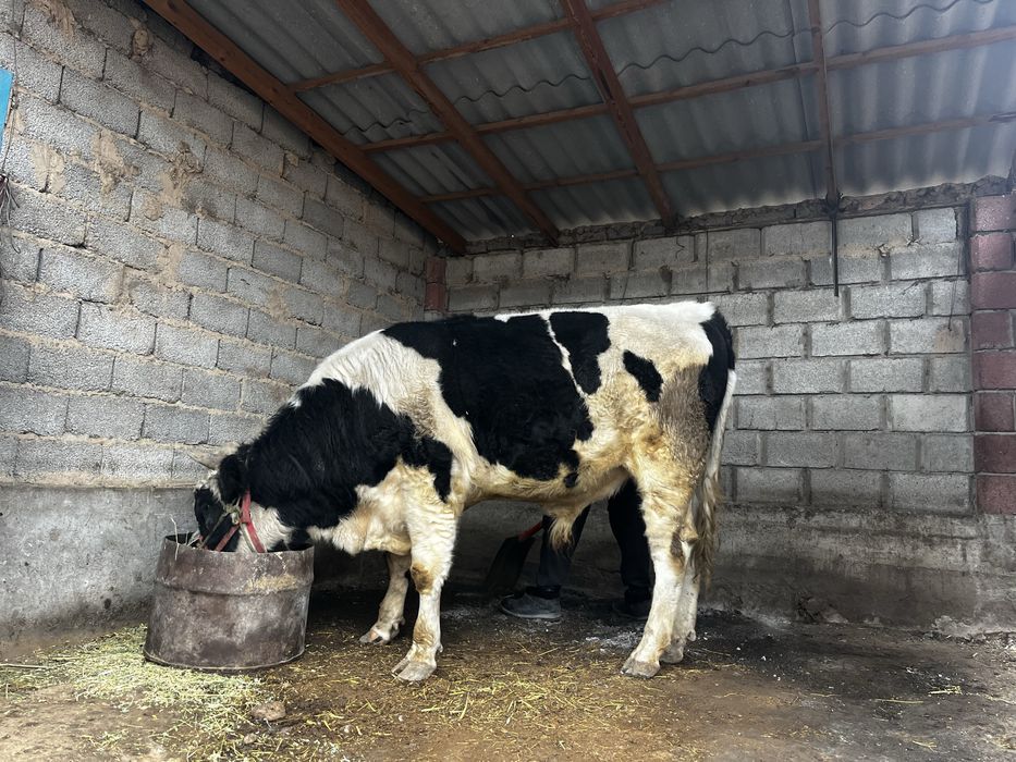 Өгіз бука бұқа огиз