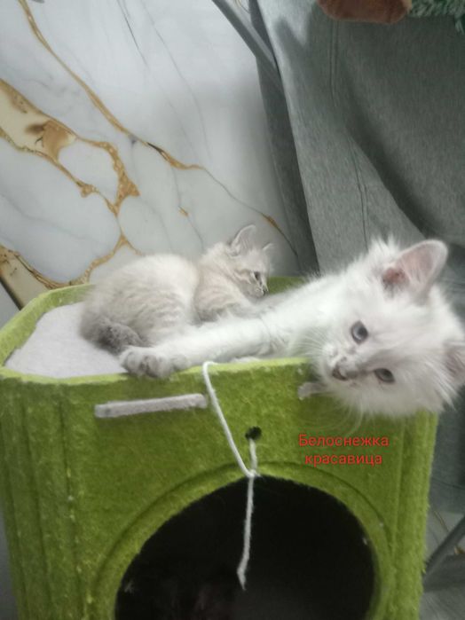 Красавицы кошки срочно продается