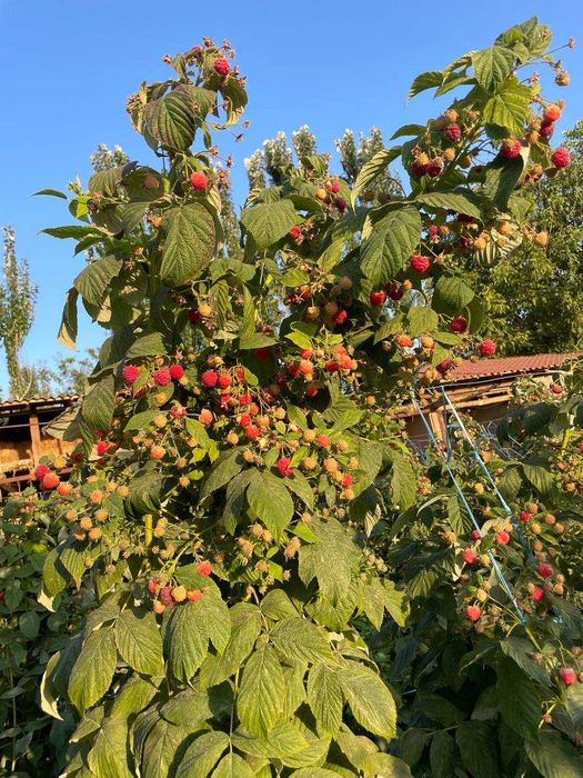 Паркентнинг энг ширин ва серҳосил малина кўчатлари сотувда!