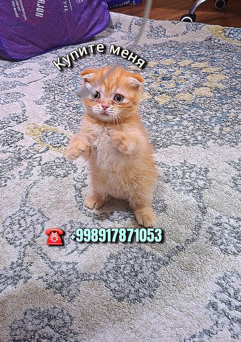 Вислоухая вислоухи(й)(е) котёнок кошк(а)(и) шотландски(е)(й) котёнок ш