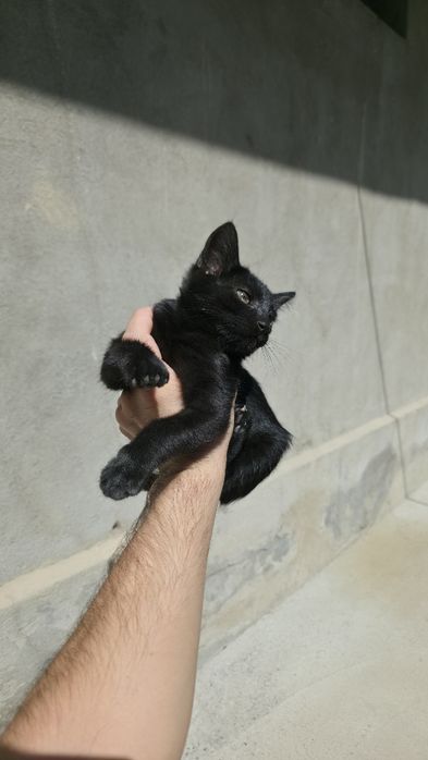 Породистые котята домашние