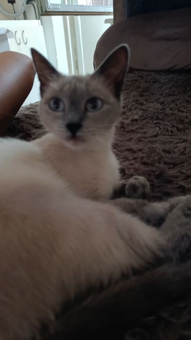 Продам кошку тайско сиамской породы