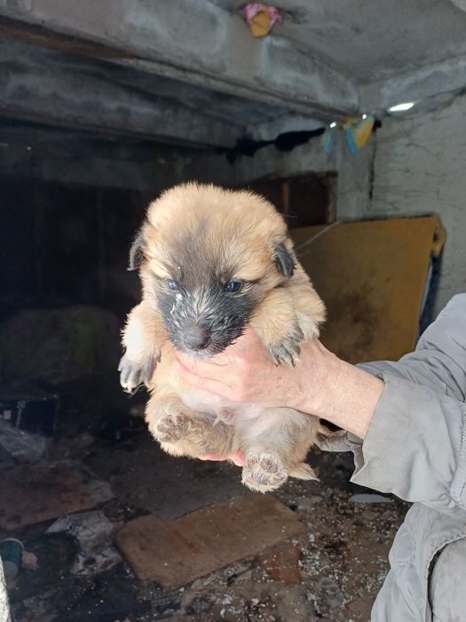 Отдадим в добрые руки щенят,мальчики и девочки.