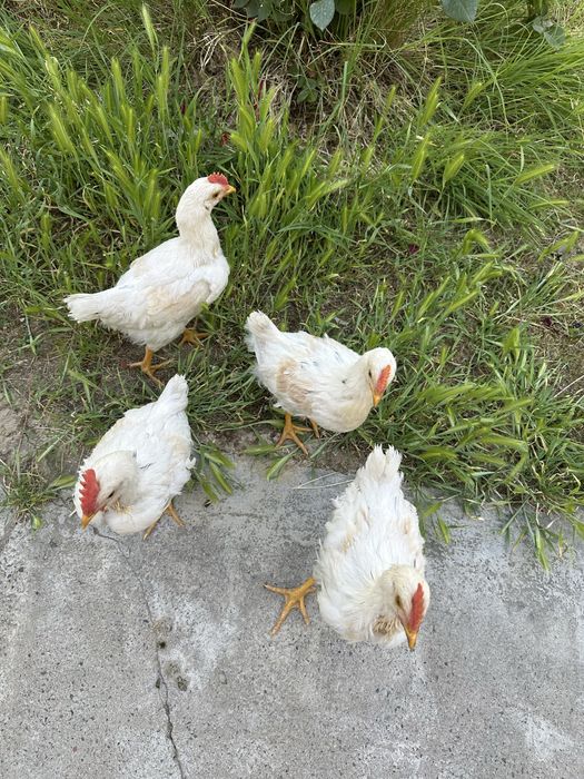 2.5 oylik jojalar sotiladi 4 ta dona