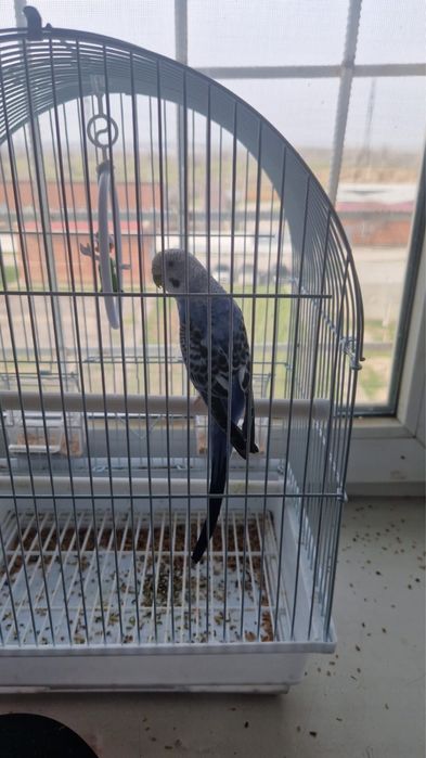 Папугай здоровый