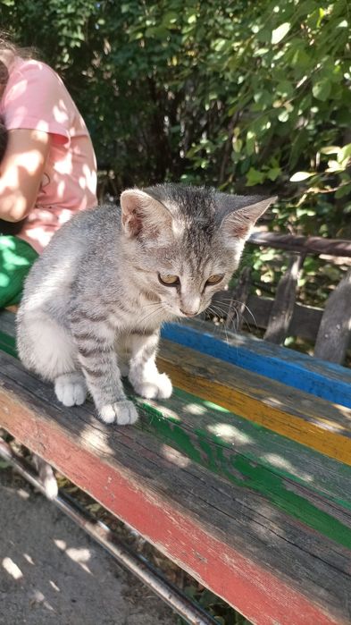 Котят в хорошие руки