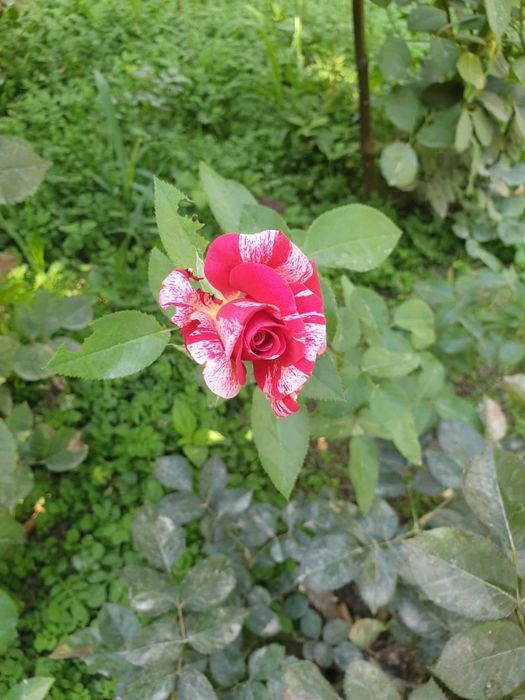 Многолетние цветы