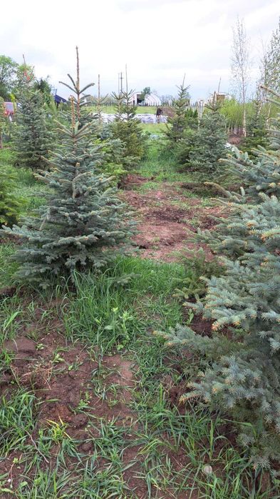 Plante Decorative de Calitate cu Garanție de Prindere