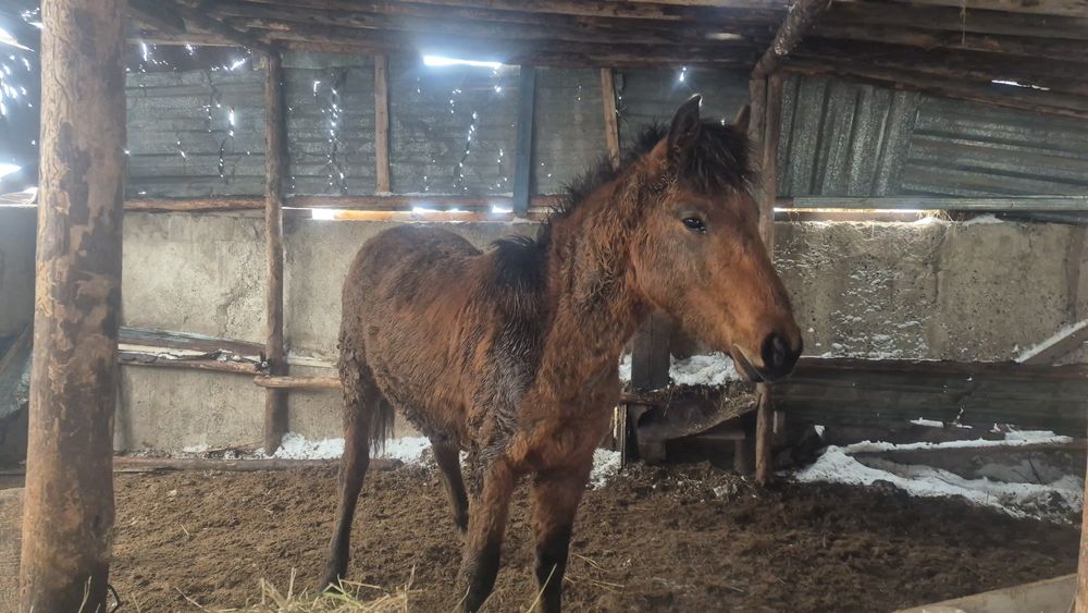 Продам болашақ айғыр Россиски парода