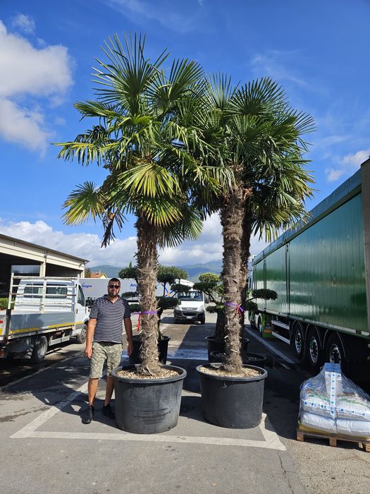 Palmierii 4/5m măslini bonsai transport gratuit