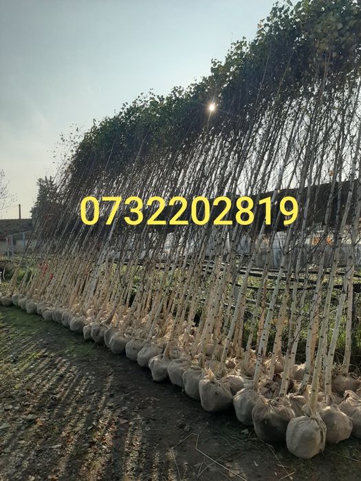 Vand mesteacăn arțar stejar tei platan frasin etc