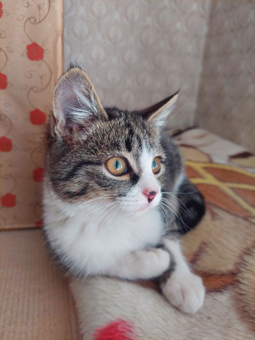Котик в добрые руки, к лотку приучен