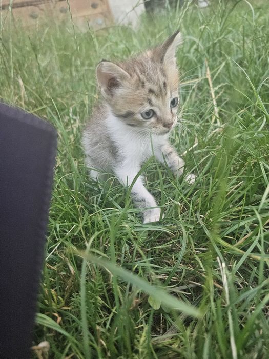 Ofer spre adopție acești pui de pisică, se atașează  repede și sunt foarte blânzi. Au două luni. Pentru mai multe informații  lăsați mesaj în privat!