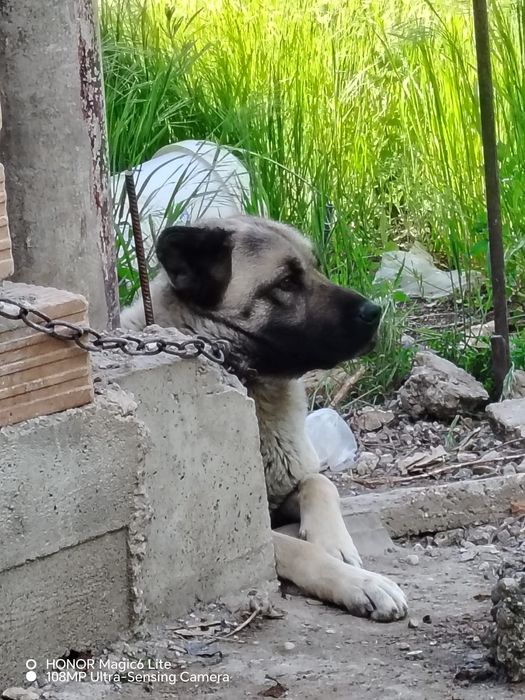 Кангал на 2 години