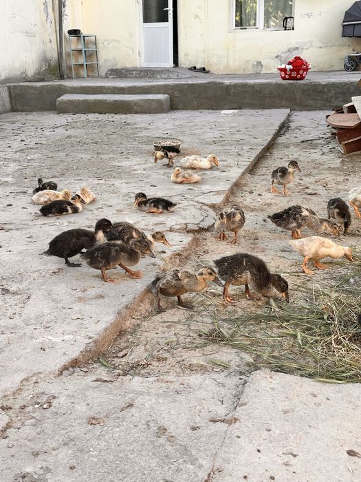 Oʻrdak jojalari bor 37 ta dona 35 kunlik