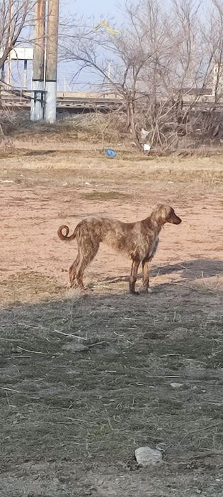 Тазы 9 айлық күшік .