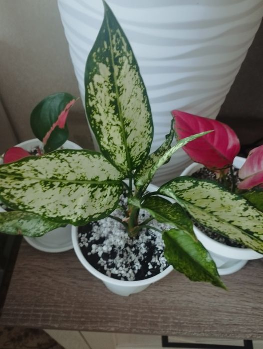 Комнатные цветы: аглаонема, район Евразии