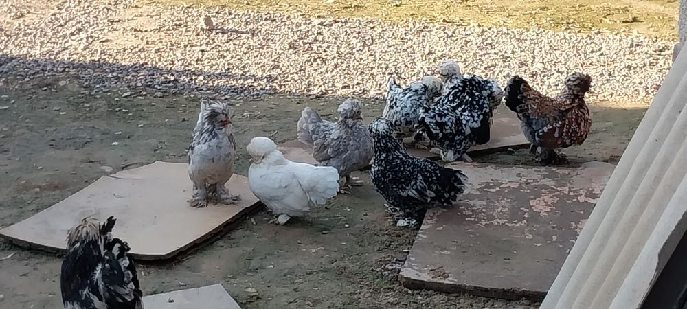 Карес тухумлари сотилади