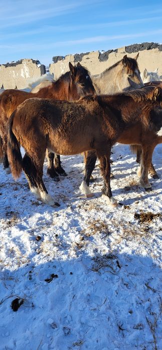 Продам жеребят, жабагы.