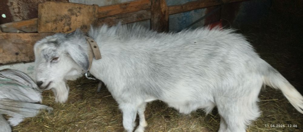 Продам козла племенного