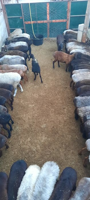 семиз токты тусак кой кошкар сатылады